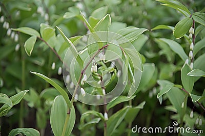 Angular Solomons seal Polygonatum odoratum Variegatum, flowering Stock Photo